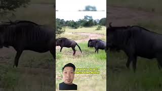 pasangan willdebeest wildlife news animals feedshorts shortsviral shortvideo [upl. by Nyladnek]