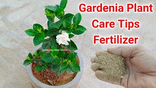 Gardenia Plant Care Tips Fertilizer To Get Flowering [upl. by Sainana]