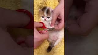 Nail cutting of my newborn kitten [upl. by Aiciled]