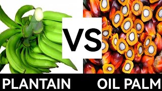 Oil Palm Or Plantain Farming  Which is more profitable and why [upl. by Ydnys]