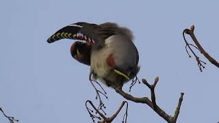 The Waxwings  Stonelees [upl. by Burkhard506]