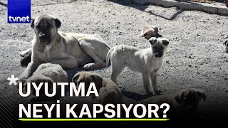 Başıboş köpekleri uyutmaya kim karar verecek [upl. by Murrell]