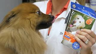 Veterinarian discusses Dog Joint Health [upl. by Griffis]