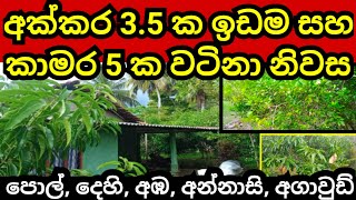 අක්කර 35 ක සරුසාර ඉඩම හා නිවස  Pol idam  Coconut land  House sale  Land for sale  Aduwata idam [upl. by Shull29]