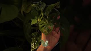 ASMR Monstera Adansonii Care Immersion Watering amp Leaf Cleaning 🌿 monsteraadansonii houseplant [upl. by Anis410]