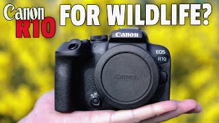 Canon R10 Field Test Using Sigma 150600C amp RF100400 [upl. by Allebara974]