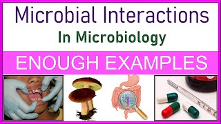 Microbial Interactions in Microbiology  Types  Explained with Enough Examples [upl. by Ameehsat]