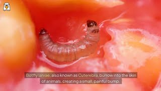 Rescue Animal  Botfly Larva Removed From Animal [upl. by Adnilreh]