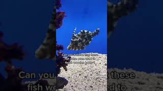 Filefish fun facts [upl. by Egni]