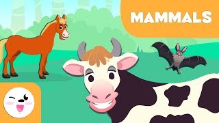 Mammals for kids  Vertebrate animals  Natural Science For Kids [upl. by Kelvin]