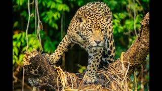 Leopard Attack Man  Wild Animal Attack in Forest  Indian leopard attack video [upl. by Yecnuahc985]