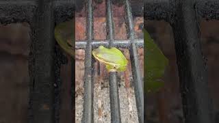 American Green Tree Frog Hyla Cinerea inside Barbecue [upl. by Niamrahc]