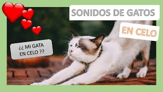 ❤️ SONIDOS de 5 GATOS y GATAS en CELO ❤️ Descubre si el tuyo lo está 🐈 [upl. by Rube281]