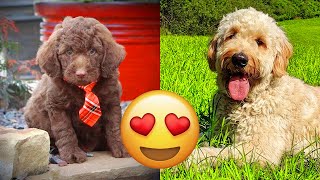 Labradoodle — Funny And Adorable Videos And Tik Toks Compilation [upl. by Leoni]