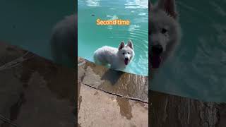 Swimming lessons 🌊 puppy germanshepherdswimming [upl. by Haggerty]