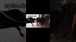 Goat breeding🙂How easy it is to breed goatsshorts [upl. by Godrich367]