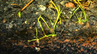 Aquarium time lapse  lilaeopsis brasiliens micro sword [upl. by Dickey]