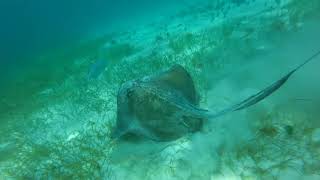 Sailing Belize in catamaran  Episode 10  Tobacco Caye [upl. by Christmas]