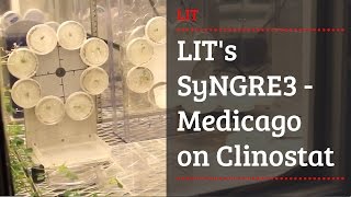 LITs SyNGRE3  Medicago on Clinostat [upl. by Alue675]