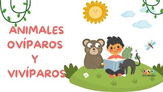 Animales ovíparos y vivíparos para niños de preescolar  EducaMundo [upl. by Follmer]