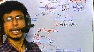 Types of restriction enzyme [upl. by Ecidnac]