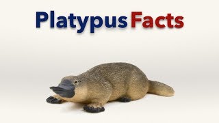 Platypus Facts [upl. by Nerrat]