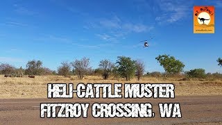 Helicopter cattle mustering  Fitzroy Crossing Western Australia [upl. by Kylila]