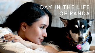 A DAY IN THE LIFE OF PANDA  Heart Evangelista [upl. by Bull]