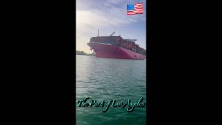 Chili Willy 🌶️ at The Port ⚓️🇺🇸😉 [upl. by Odnamla]