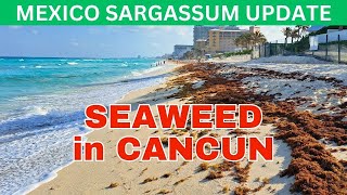 CANCUN Sargassum Seaweed Arrival  Hotel Zone Report  April 222024 mexico cancun seaweed [upl. by Adnoluy374]