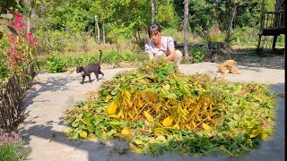 Harvest soybeans Plant more chayote and bok choy Make crispy roasted soybeans and enjoy [upl. by Nananne]