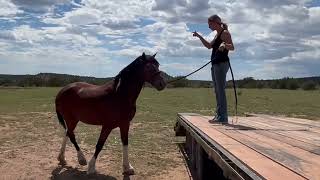 Socks full video  Bay Gypsy Vanner X For Sale [upl. by Hazeghi94]