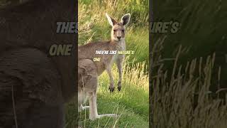 Only Forward The OneWay Journey of Kangaroos [upl. by Kemppe]