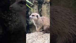 Digging Meerkats shorts animals meerkat [upl. by Pohsib]