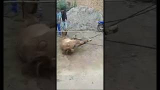 Police helping people to strangle horse to death in Haryana’s Jind  Abhishek Kadyan [upl. by Jerz]