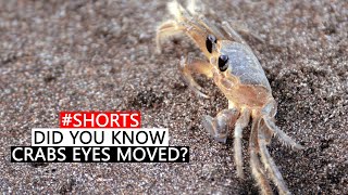 Crabs eyes MOVE independently on their eye stalks [upl. by Anoy]