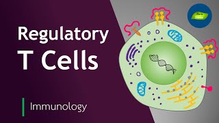 Roles of Regulatory T Cells  Immunology  Immune System  Basic Science Series [upl. by Adnirim]