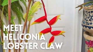 How to Grow Heliconia Rostrata in a Pot  Heliconia Lobster Claw [upl. by Schou652]