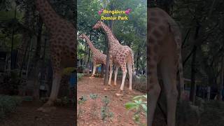 Domlur Park Bengaluru 💕 park bangalorecity nammabengaluru karnataka youtube [upl. by Gildas782]