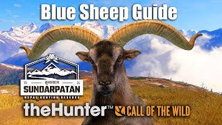 Blue Sheep Guide  Sundarpatan Nepal  theHunter Call Of The Wild [upl. by Drolet]