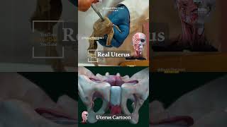 Real vs Cartoon Uterus A Visual Comparison You Cant Miss 🦇🔥 [upl. by Edijabab]