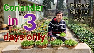 Fastest growing method of Coriander  No one told you before [upl. by Rego]