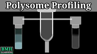 Polysome Profiling [upl. by Kariv]