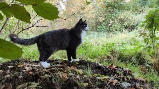 Norwegian Forest Cat Odin in quotTake the long Way Homequot [upl. by Toomay293]