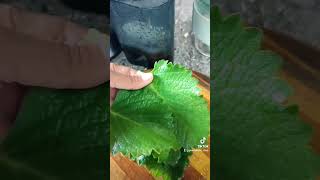 LETS MAKE YACON ROOT JUICE juicing healthylifestyle healthydrink healthychoices [upl. by Grunenwald]