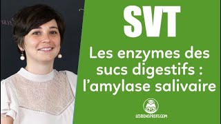 Les enzymes des sucs digestifs  lamylase salivaire  SVT  Collège  Les Bons Profs [upl. by Lepine]