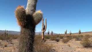 Feriengrus 5 Cardones Nationalpark Argentinien 2014 [upl. by Nahc753]