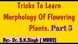 morphology of flowering plants class 11  How to write Floral Formula FabaceaeSolanaceae Lilaceae [upl. by Layne]