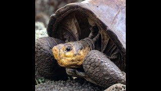 Galápagos Tortoise believed extinct confirmed alive  Info ReX [upl. by Gerhard]