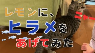 レモン猫にヒラメをあげてみた！！ はれときどきレモン [upl. by Nnyllaf]